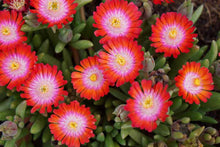 Load image into Gallery viewer, Delosperma 'Jewel of Desert Grenade'