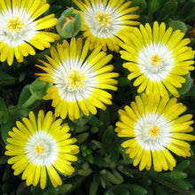 Load image into Gallery viewer, Delosperma 'Jewel of Desert Peridot'