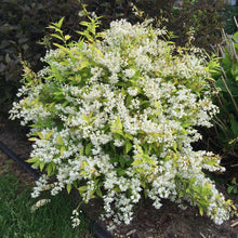 Load image into Gallery viewer, Deutzia 'Chardonnay Pearls'