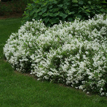 Load image into Gallery viewer, Deutzia 'Nikko'