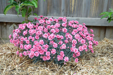 Load image into Gallery viewer, Dianthus Scent First® 'Sugar Plum'