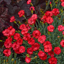 Load image into Gallery viewer, Dianthus 'Frosty Fire'