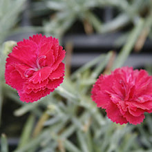 Load image into Gallery viewer, Dianthus 'Frosty Fire'