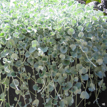 Load image into Gallery viewer, Dichondra 'Silver Falls'