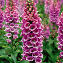 Load image into Gallery viewer, Digitalis 'Camelot™ Rose'