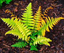 Load image into Gallery viewer, Fern 'Jurassic Gold'