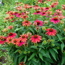 Load image into Gallery viewer, Echinacea Sombrero® 'Tres Amigos'