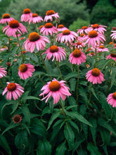 Load image into Gallery viewer, Echinacea purpurea