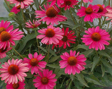 Load image into Gallery viewer, Echinacea 'Kismet Raspberry'