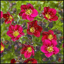Load image into Gallery viewer, Saxifraga Touran™ 'Deep Red'