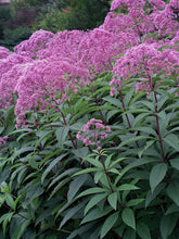 Load image into Gallery viewer, Eupatorium 'Gateway' (Joe Pye Weed)