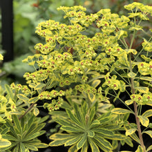 Load image into Gallery viewer, Euphorbia 'Ascot Rainbow'