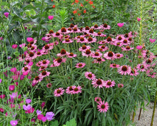 Load image into Gallery viewer, Echinacea 'Pixie Meadowbrite'