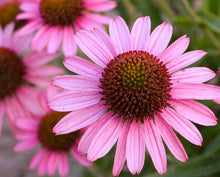 Load image into Gallery viewer, Echinacea 'Pixie Meadowbrite'