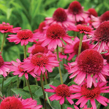Load image into Gallery viewer, Echinacea 'Delicious Candy'