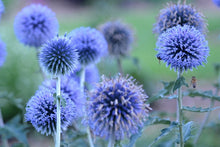 Load image into Gallery viewer, Echinops &#39;Blue Glow&#39;
