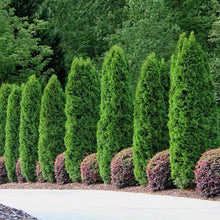 Load image into Gallery viewer, Arborvitae 'Emerald Green'