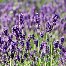 Load image into Gallery viewer, Lavender 'Munstead'