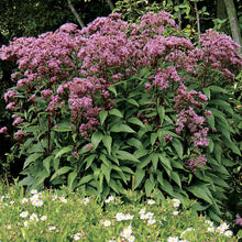Load image into Gallery viewer, Eupatorium 'Baby Joe'