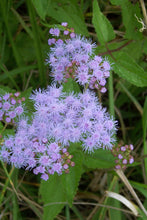 Load image into Gallery viewer, Eupatorium coelestinum