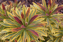 Load image into Gallery viewer, Euphorbia 'Ascot Rainbow'