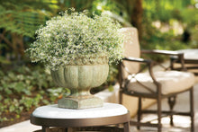 Load image into Gallery viewer, Euphorbia 'Glitz'