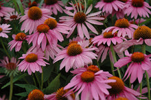 Load image into Gallery viewer, Echinacea 'Magnus'