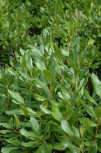 Load image into Gallery viewer, Myrica pensylvanica (Northern Bayberry)