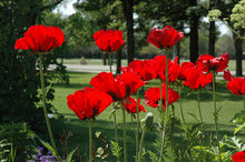 Load image into Gallery viewer, Poppy (Papaver) 'Beauty of Livermore'