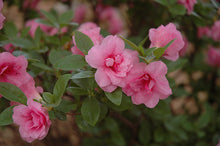Load image into Gallery viewer, Azalea 'Rosebud'