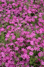 Load image into Gallery viewer, Phlox 'Crimson Beauty'
