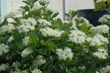 Load image into Gallery viewer, Viburnum 'Winterthur'