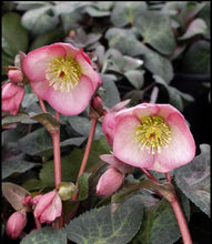 Load image into Gallery viewer, Helleborus 'Dana's Dulcet'