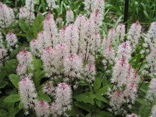 Load image into Gallery viewer, Tiarella 'Spring Symphony'