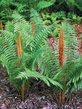 Load image into Gallery viewer, Fern 'Cinnamon'