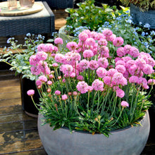 Load image into Gallery viewer, Armeria Dreameria® 'Daydream'