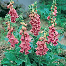 Load image into Gallery viewer, Foxglove mertonensis
