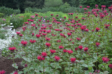 Load image into Gallery viewer, Monarda 'Fireball'