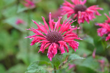 Load image into Gallery viewer, Monarda 'Fireball'