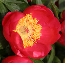 Load image into Gallery viewer, Peony 'Flame'