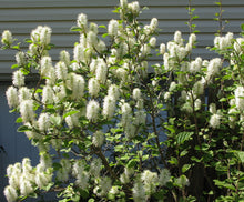 Load image into Gallery viewer, Dwarf Fothergilla
