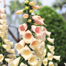 Load image into Gallery viewer, Foxglove 'Dalmatian Peach'
