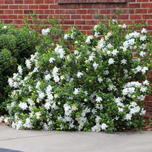 Load image into Gallery viewer, Gardenia 'Frostproof'