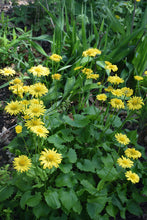 Load image into Gallery viewer, Doronicum 'Little Leo'