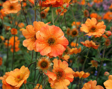 Load image into Gallery viewer, Geum 'Totally Tangerine'