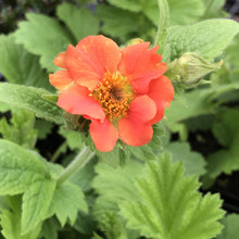 Load image into Gallery viewer, Geum 'Rustico Orange'