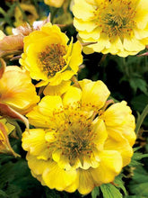 Load image into Gallery viewer, Geum TEMPO™ Yellow