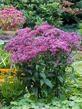 Load image into Gallery viewer, Eupatorium 'Euphoria Ruby' (Joe Pye Weed)