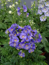 Load image into Gallery viewer, Polemonium 'Heavenly Habit'