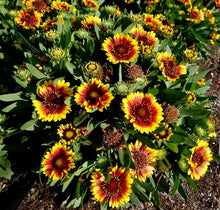 Load image into Gallery viewer, Gaillardia 'SpinTop™ Red Starburst'